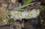 Coastal plain willow